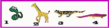 green snake, giraffe, brown lizard, red lizard